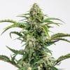 Dinamed Auto CBD