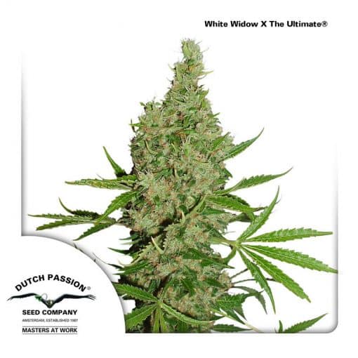 White Widow x The Ultimate