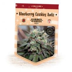 Blueberry Cookies Auto