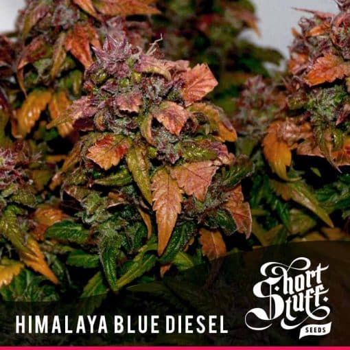 Himalaya Blue Diesel