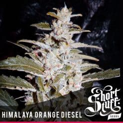 Himalaya Orange Diesel