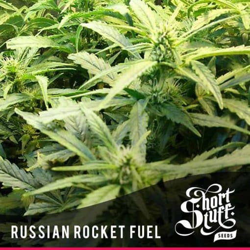 Russian Rocket Fuel