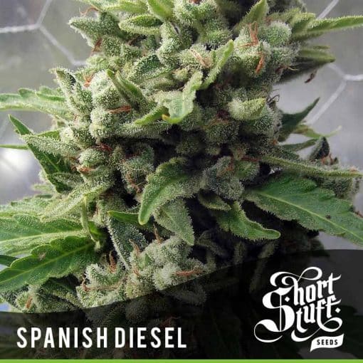 Spanish Diesel