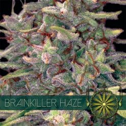Brainkiller Haze